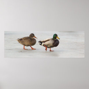 Mallard Ankor på Ice Poster