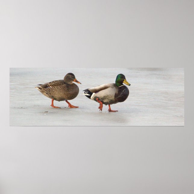 Mallard Ankor på Ice Poster (Framsidan)