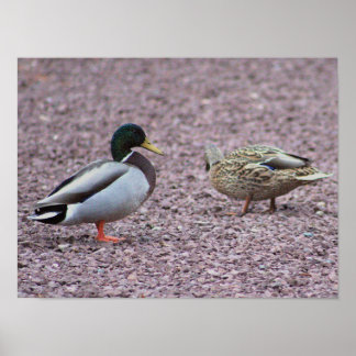 Mallard Ankor Photo Poster