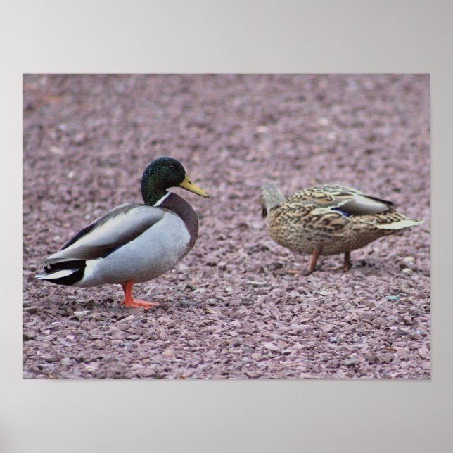 Mallard Ankor Photo Poster (Framsidan)