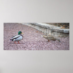 Mallard Ankor Photo Poster