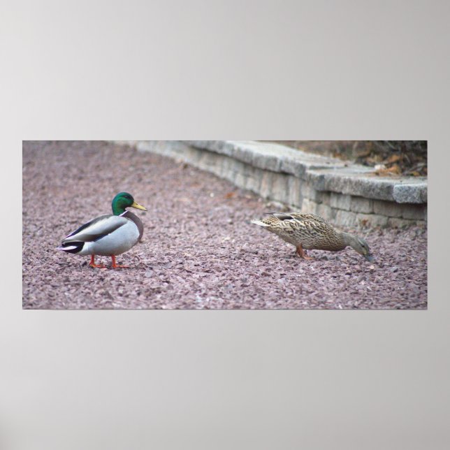 Mallard Ankor Photo Poster (Framsidan)