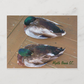 Mallard Ankor som ligger på kaj Vykort