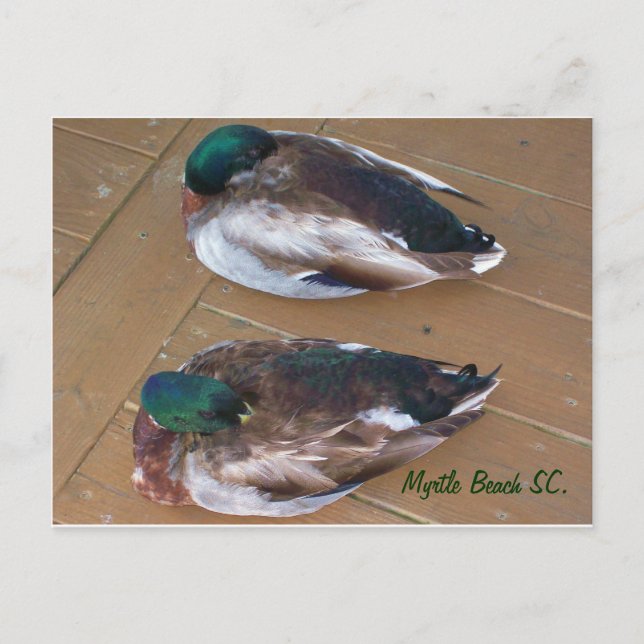 Mallard Ankor som ligger på kaj Vykort (Framsida)
