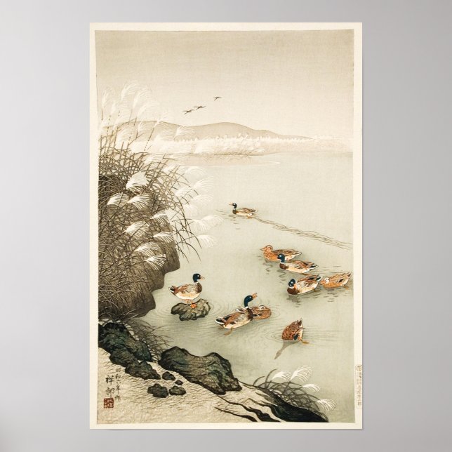 Mallard Ankor Swimming av Pampas Grass Poster (Framsidan)