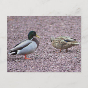 Mallard Ankor vykort