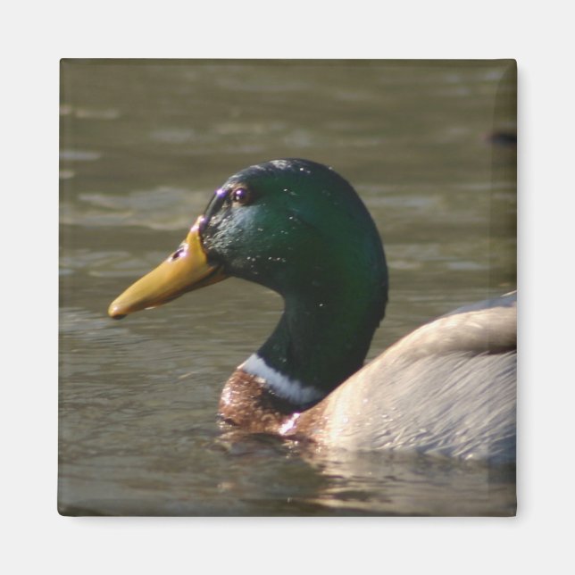 Mallard Ansikte Magnet (Framsidan)