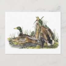 Mallard av Audubon