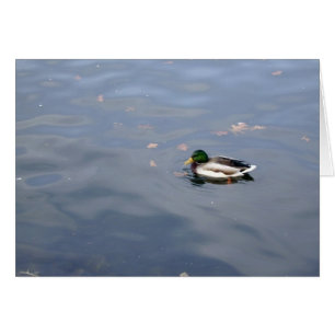 Mallard Blur-kort OBS Kort