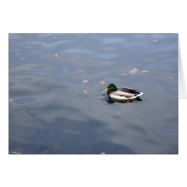 Mallard Blur-kort OBS Kort (Framsidan Horizontal)