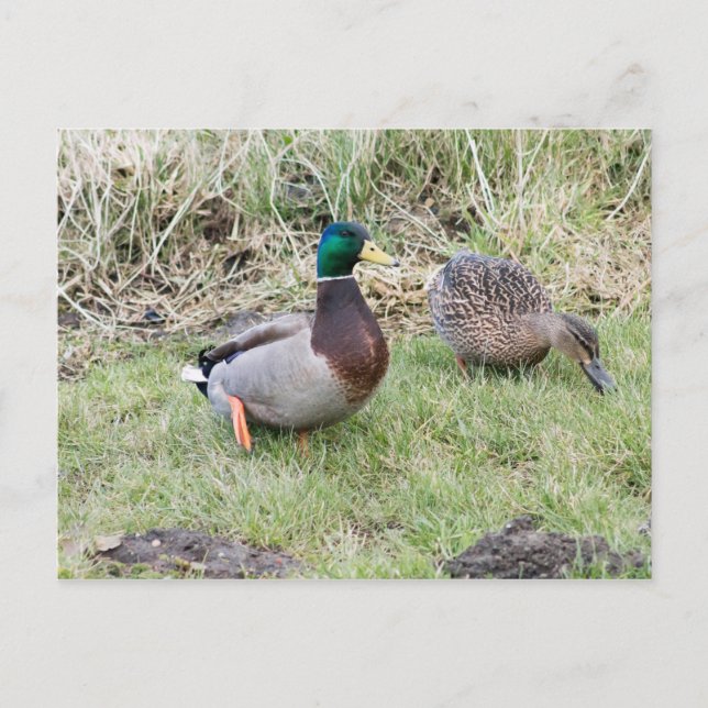 Mallard Couple Vykort (Framsida)