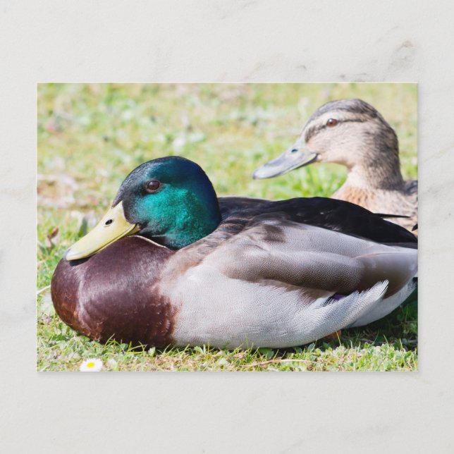 Mallard Couple Vykort (Framsida)