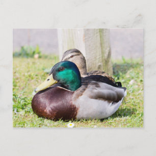 Mallard Couple Vykort