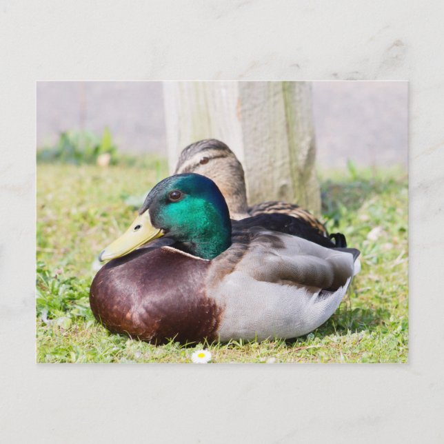 Mallard Couple Vykort (Framsida)