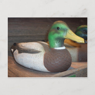 Mallard Decoy Vykort