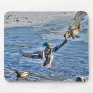 Mallard Drake & Anka Birdlover Wildlife Photo Musmatta