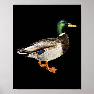 Mallard Drake Anka Pocket Logotyp Mallard Ankor Hu Poster