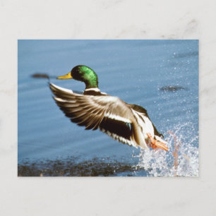 Mallard Drake Anka Vykort