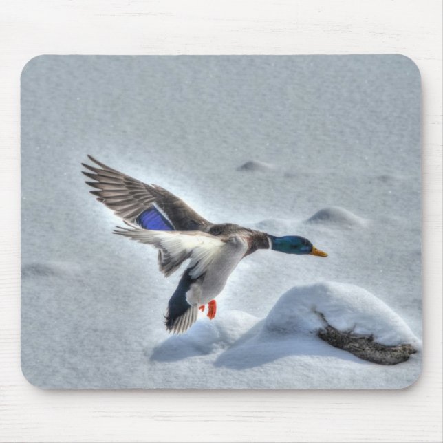 Mallard Drake Birdlover Wildlife Photo Musmatta (Framsidan)