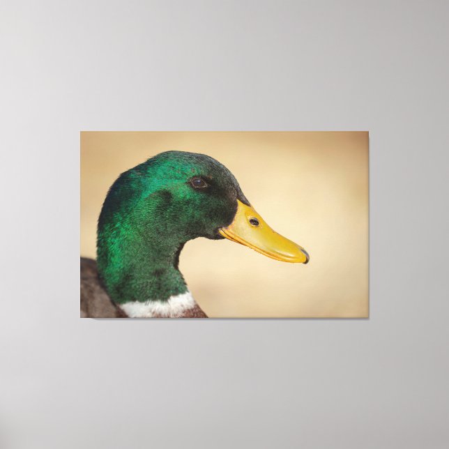 Mallard Drake Canvastryck (Framsida)