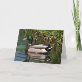 Mallard Drake Ducklings Photograph Fars dag Kort