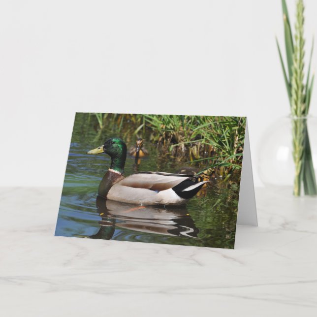 Mallard Drake Ducklings Photograph Fars dag Kort (Framsida)