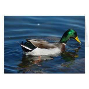 Mallard Drake Hälsningskort