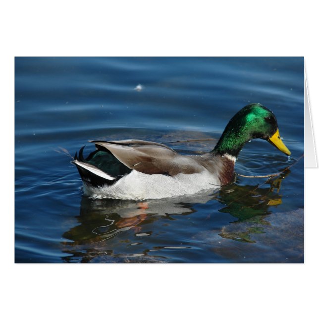 Mallard Drake Hälsningskort (Framsidan Horizontal)