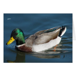 Mallard Drake Hälsningskort