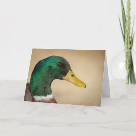 Mallard Drake-hälsningskort Kort