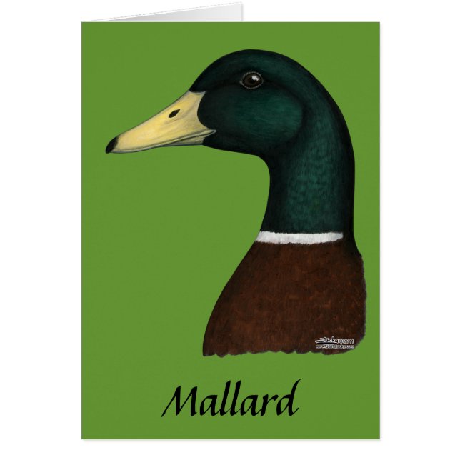 Mallard Drake Head Hälsningskort (Framsidan)