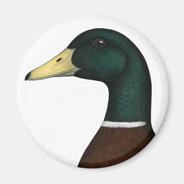 Mallard Drake Head Magnet (Framsidan)