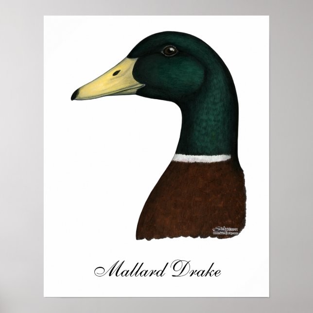 Mallard Drake Head Poster (Framsidan)