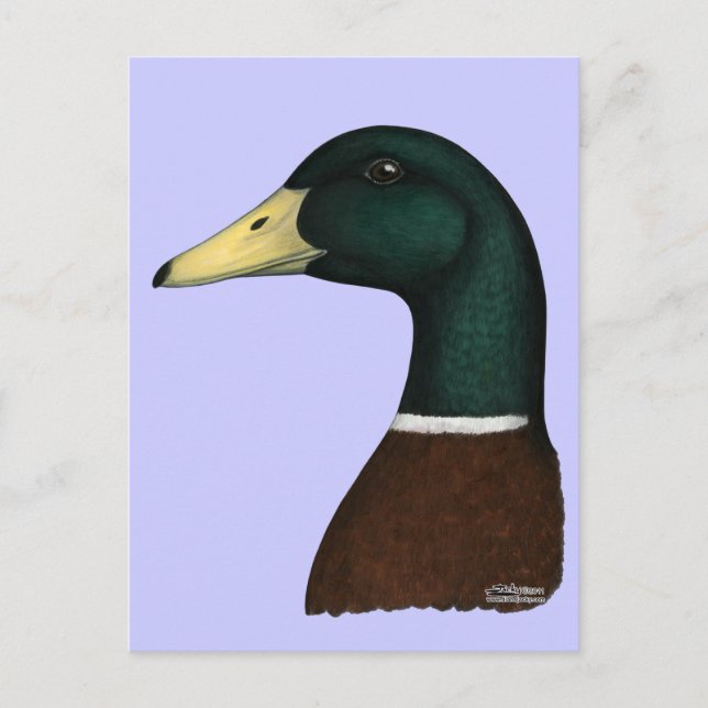 Mallard Drake Head Vykort (Framsida)