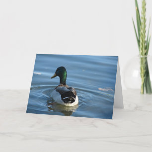 Mallard Drake Kort