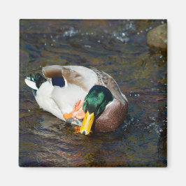 Mallard Drake Magnet