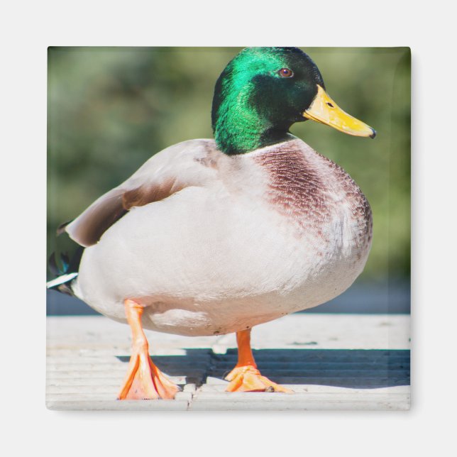 Mallard Drake Magnet (Framsidan)