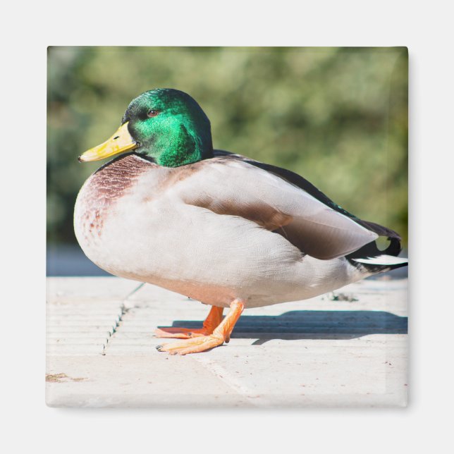 Mallard Drake Magnet (Framsidan)