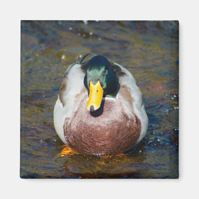 Mallard Drake Magnet (Framsidan)