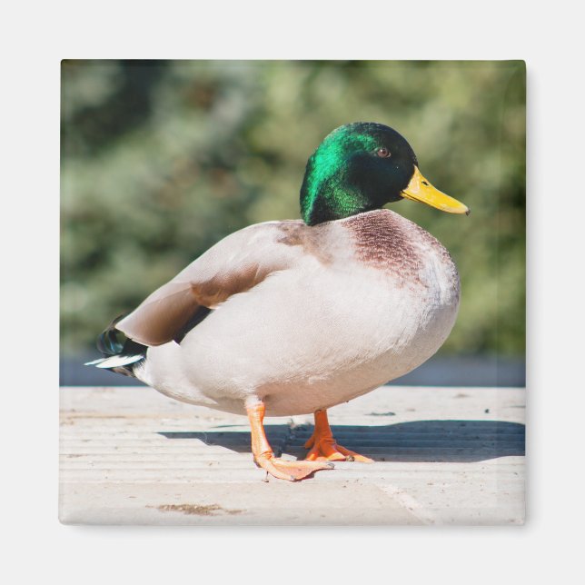Mallard Drake Magnet (Framsidan)
