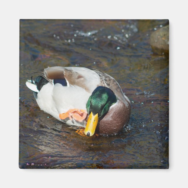 Mallard Drake Magnet (Framsidan)