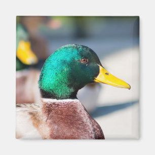 Mallard Drake Magnet