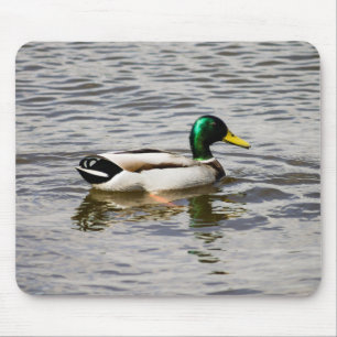 Mallard Drake Musmatta