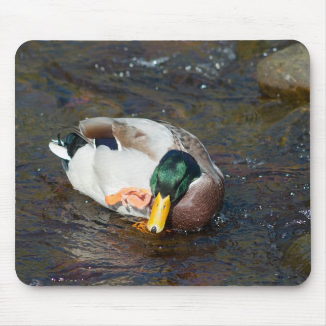 Mallard Drake Musmatta (Framsidan)