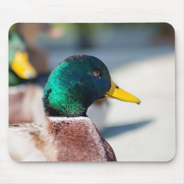 Mallard Drake Musmatta (Framsidan)