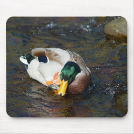 Mallard Drake Musmatta