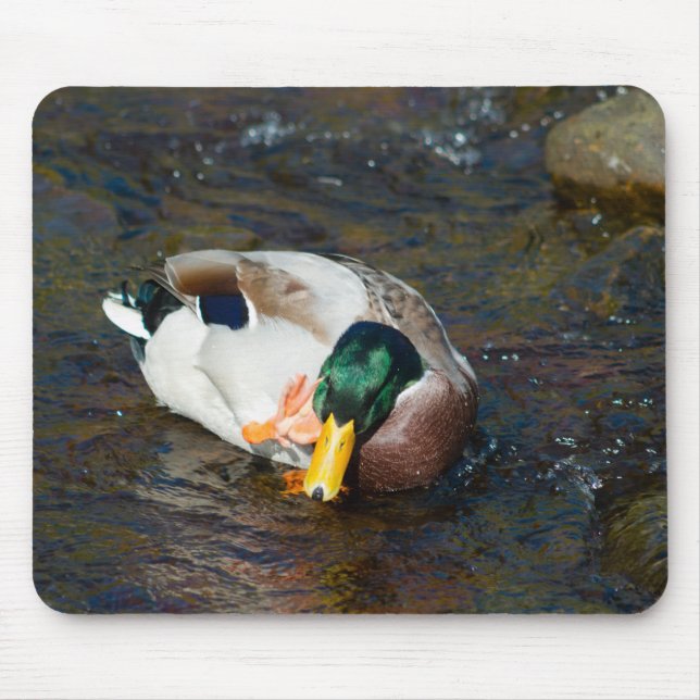 Mallard Drake Musmatta (Framsidan)