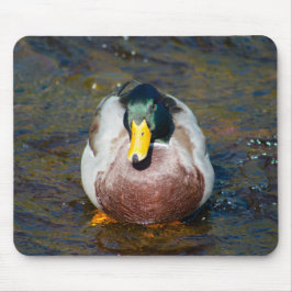 Mallard Drake Musmatta