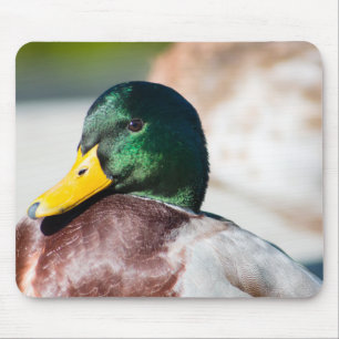 Mallard Drake Musmatta