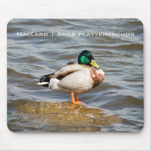 Mallard Drake Musmatta